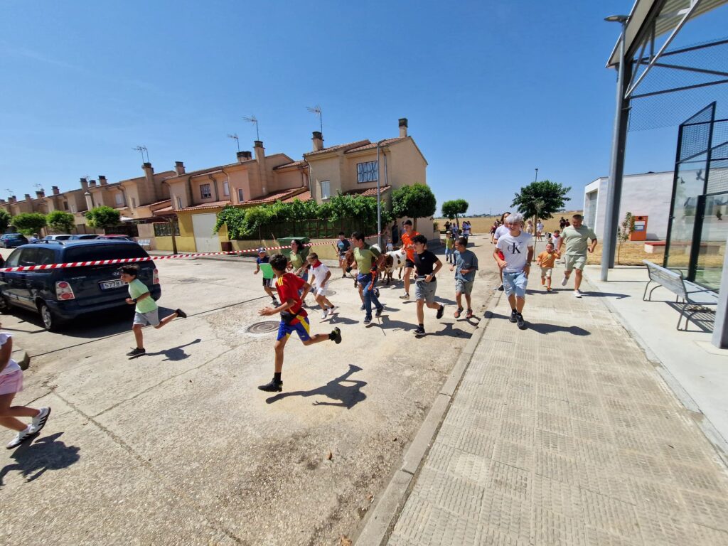 Éxito de participación en el encierro de minibueyes de las fiestas de Santo Tomás