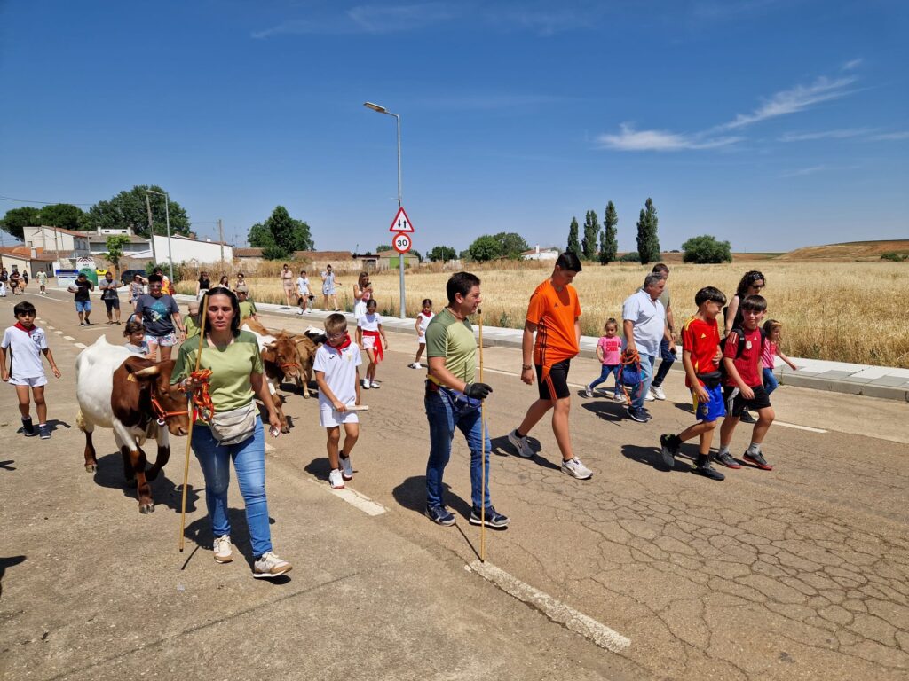 Éxito de participación en el encierro de minibueyes de las fiestas de Santo Tomás