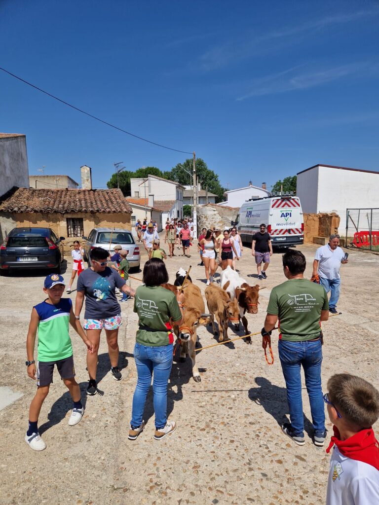 Éxito de participación en el encierro de minibueyes de las fiestas de Santo Tomás