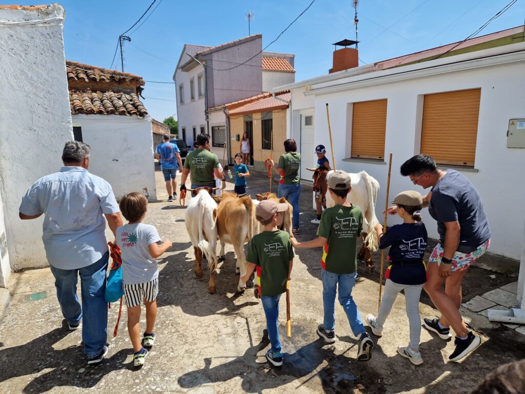Éxito de participación en el encierro de minibueyes de las fiestas de Santo Tomás