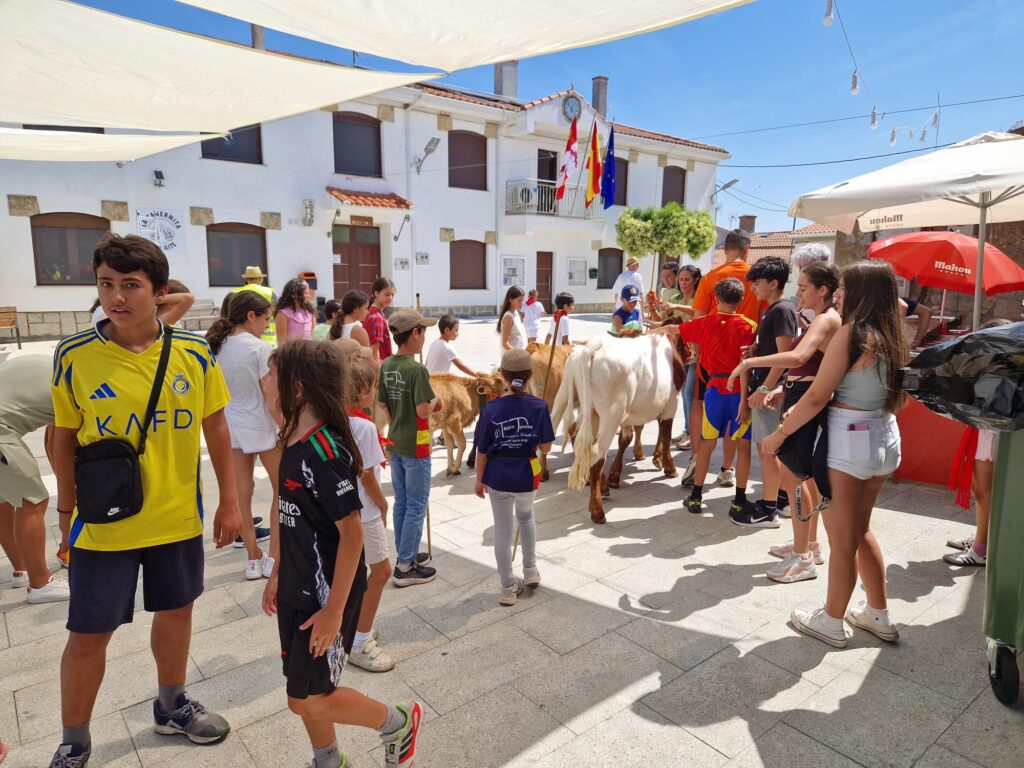 Éxito de participación en el encierro de minibueyes de las fiestas de Santo Tomás