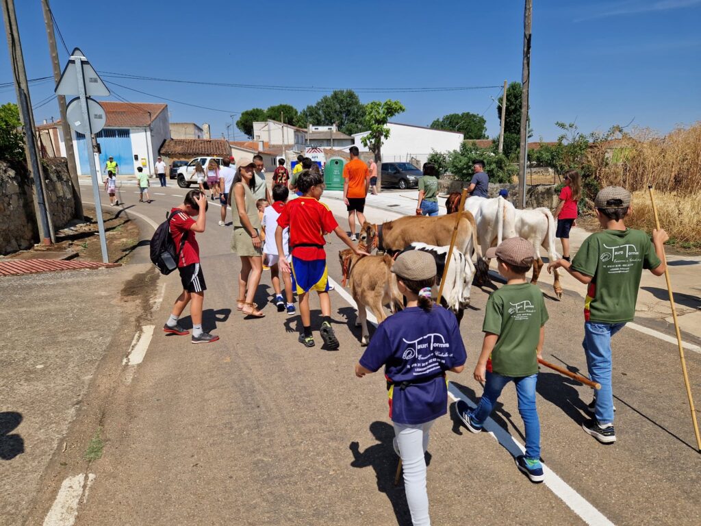Éxito de participación en el encierro de minibueyes de las fiestas de Santo Tomás