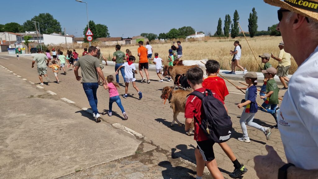 Éxito de participación en el encierro de minibueyes de las fiestas de Santo Tomás