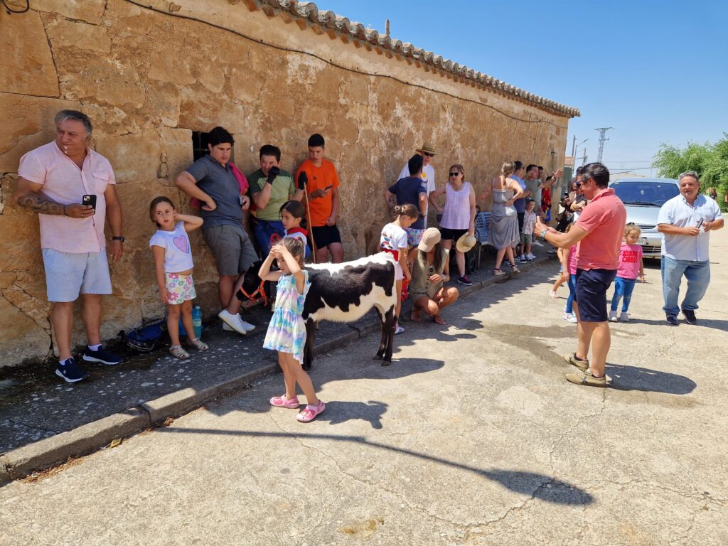 Minibueyes por las Fiestas de Santo Tomás