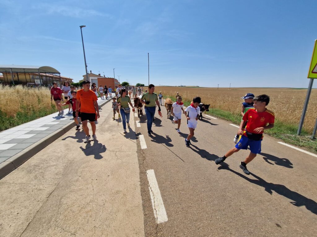 Éxito de participación en el encierro de minibueyes de las fiestas de Santo Tomás