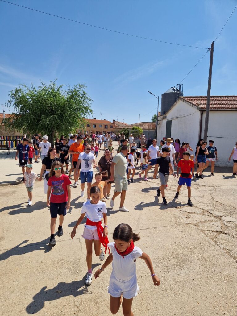Éxito de participación en el encierro de minibueyes de las fiestas de Santo Tomás