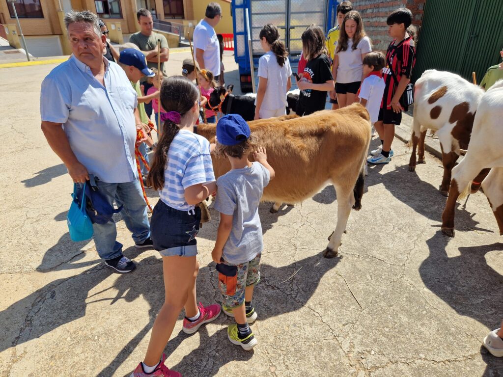 Éxito de participación en el encierro de minibueyes de las fiestas de Santo Tomás