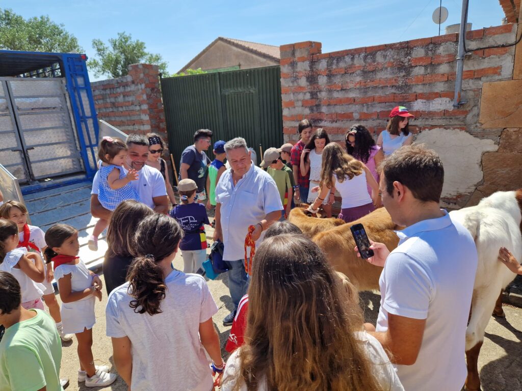 Éxito de participación en el encierro de minibueyes de las fiestas de Santo Tomás
