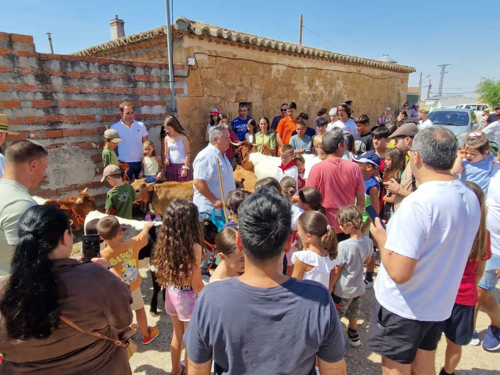 Éxito de participación en el encierro de minibueyes de las fiestas de Santo Tomás