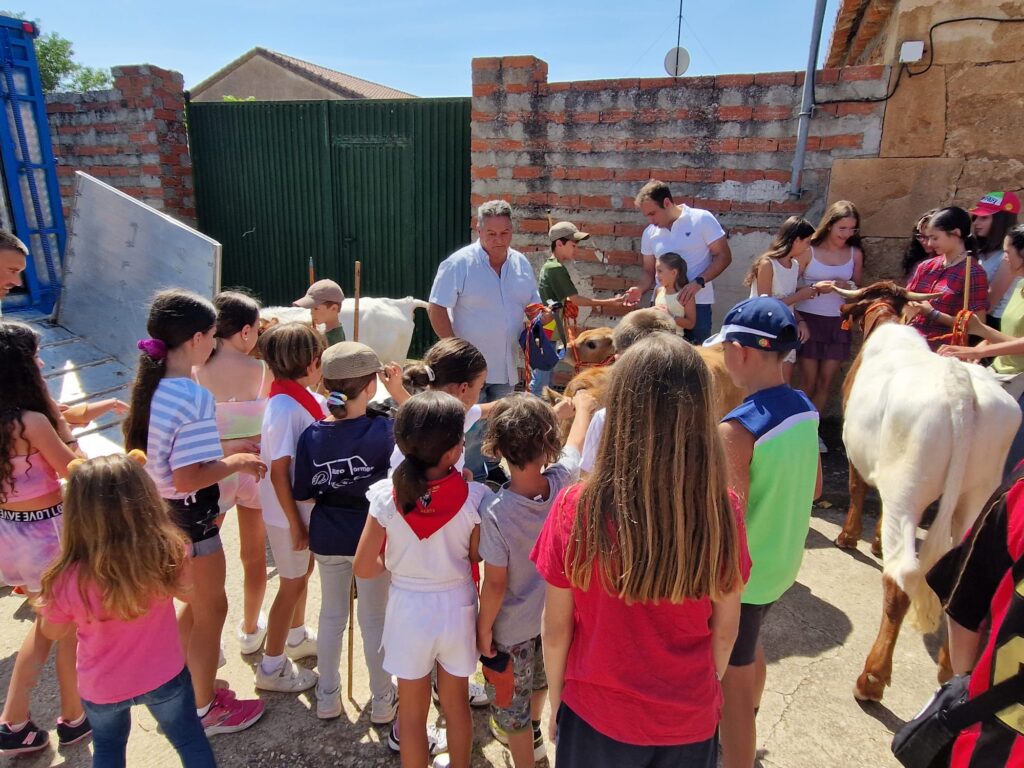 Éxito de participación en el encierro de minibueyes de las fiestas de Santo Tomás