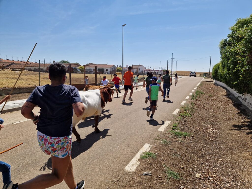 Minibueyes por las Fiestas de Santo Tomás