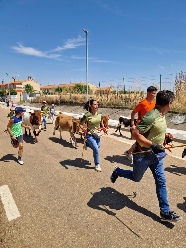 Éxito de participación en el encierro de minibueyes de las fiestas de Santo Tomás