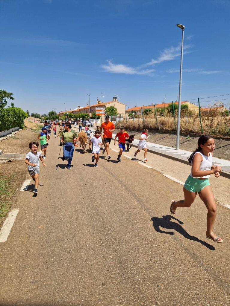 Éxito de participación en el encierro de minibueyes de las fiestas de Santo Tomás